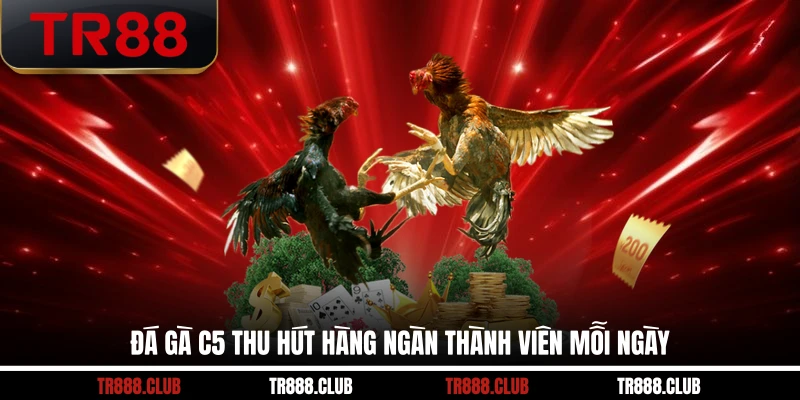 Đá gà C5 thu hút hàng ngàn thành viên mỗi ngày