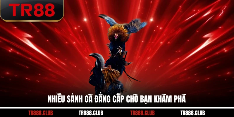 Nhiều sảnh gà đẳng cấp chờ bạn khám phá